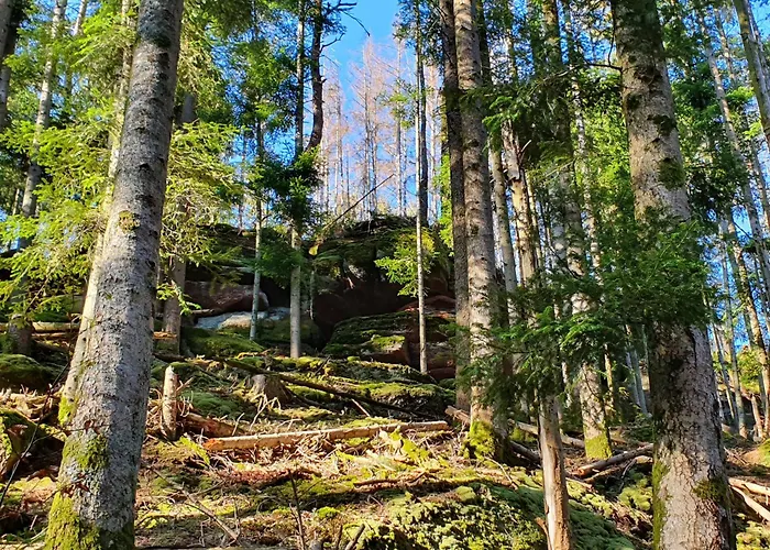 La Gambas Des Bois