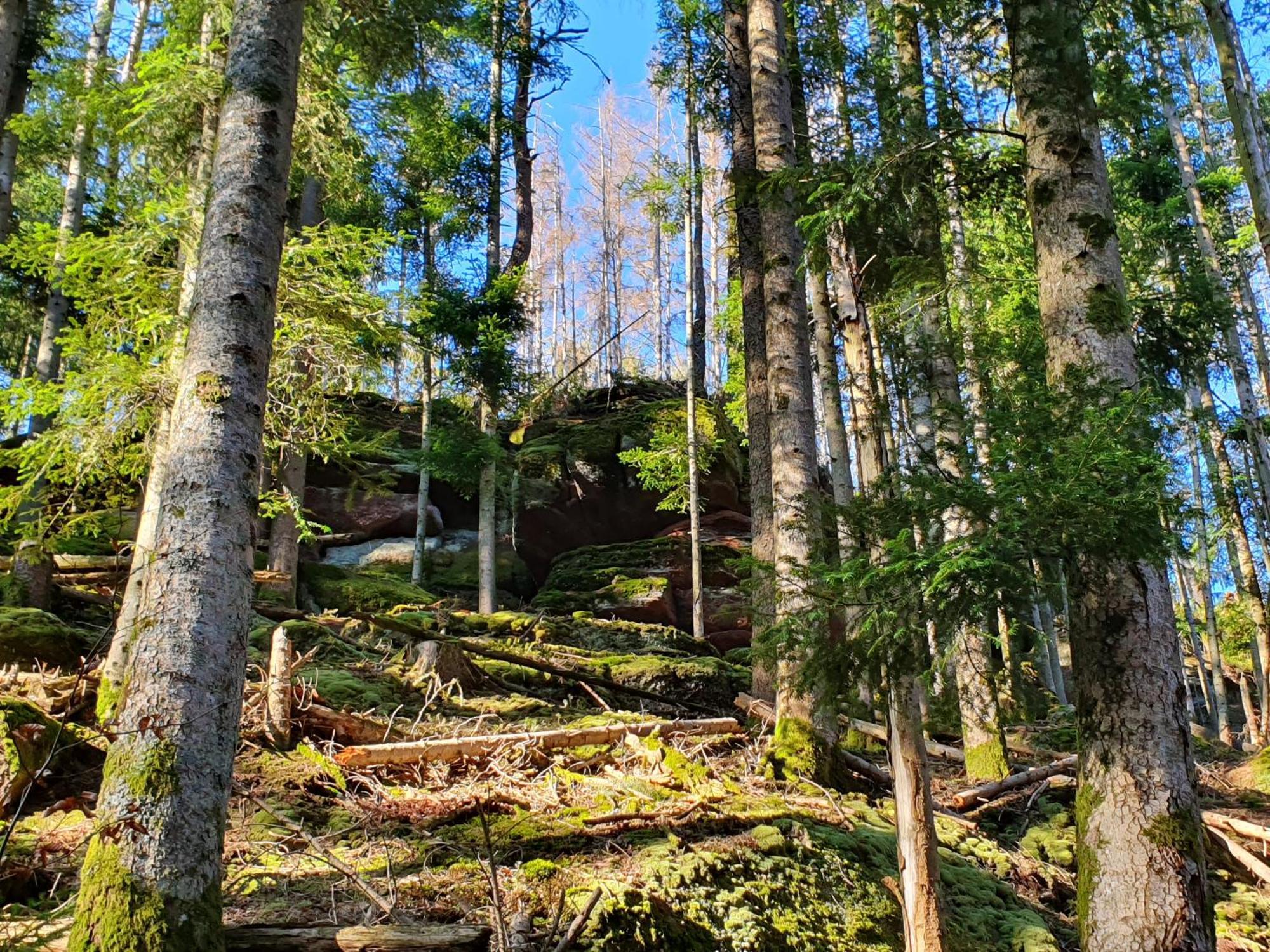 La Gambas Des Bois Ferienhaus